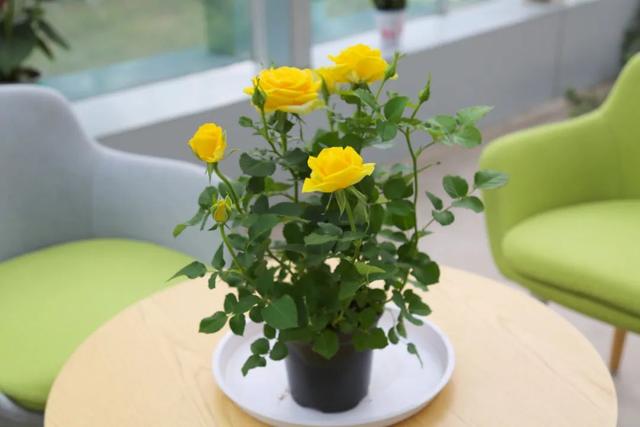 七夕33朵玫瑰花语，<浪漫的数字背后隐藏的秘密>