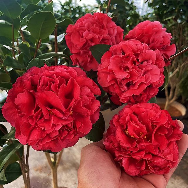 克瑞墨大牡丹茶花，纯正克瑞墨大牡丹茶花（养盆“克瑞墨牡丹”）