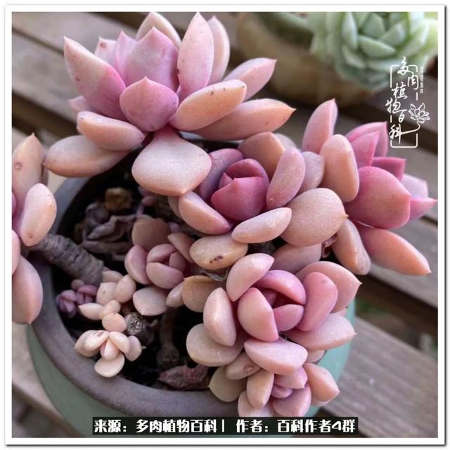 好养的容易上色的景天科多肉，景天科常见多肉图鉴不完全版D系列