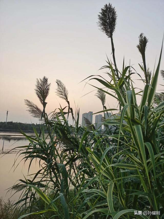 春天芦苇花的样子，秋天的芦苇花