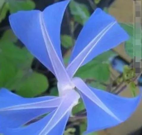 做梦也没想到牵牛花能开成这个样子，斗牛牛心脏（周公解梦：梦见这四种花草）