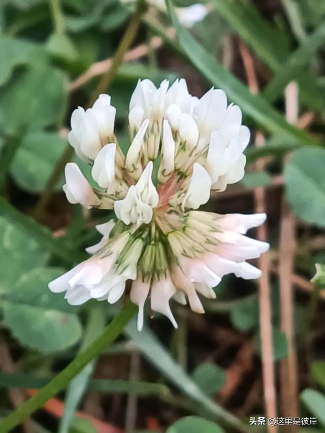 三叶草的叶子是什么形状的，每片叶子都有个胜利的标志