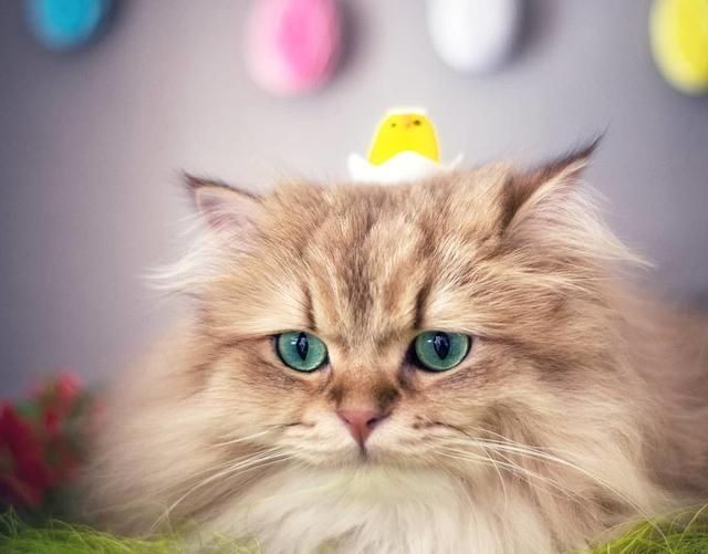 新手养猫基础知识，新手养猫基础知识宠物猫饲养