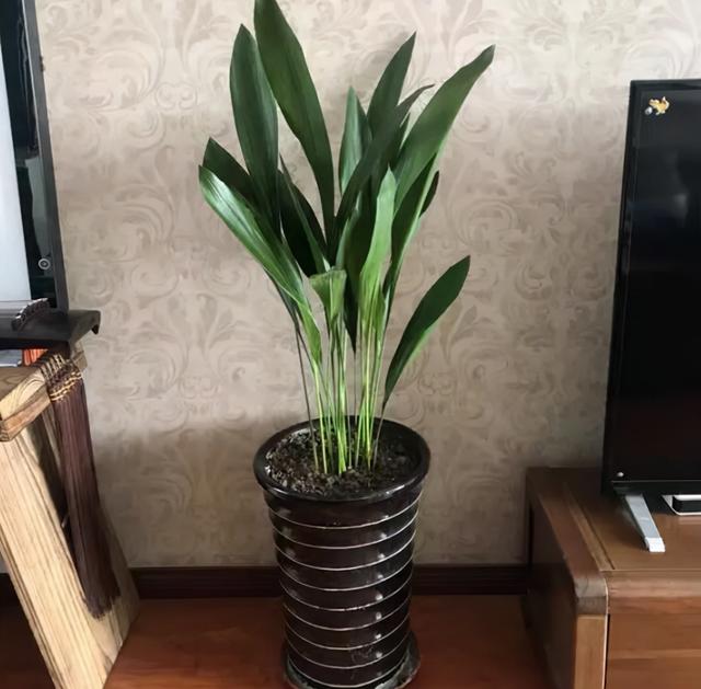 这2种耐阴花卉没阳光也能开爆盆，选4种耐阴花