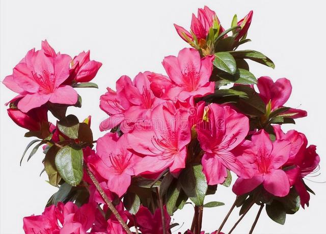 花开有期只为在最美时光里遇见你，一花一深情花如人生