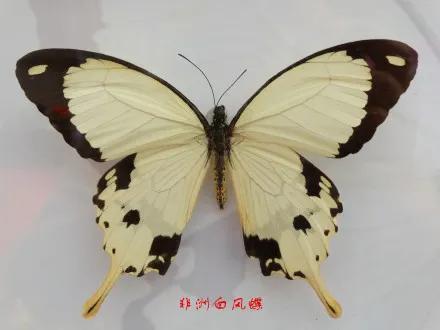 世界八大名贵蝴蝶，世界十大名贵蝴蝶