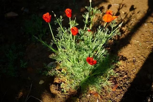 樱花草的恋爱，花菱草这个春天