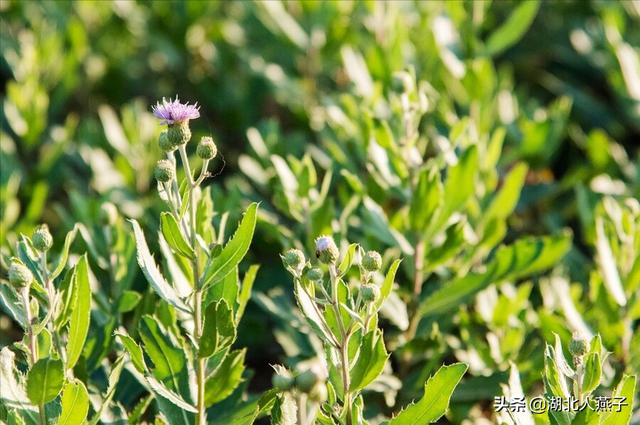 可以吃的野菜种类大全，教你认识不同的野菜和吃法