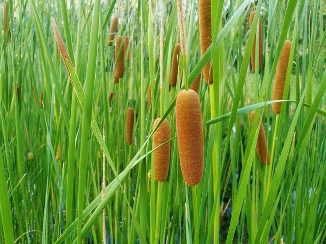 水烛花的特征，水烛是一种怎样的植物