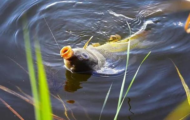 夜钓鲤鱼调漂方法及技巧，时间、饵料、调钓应变到位