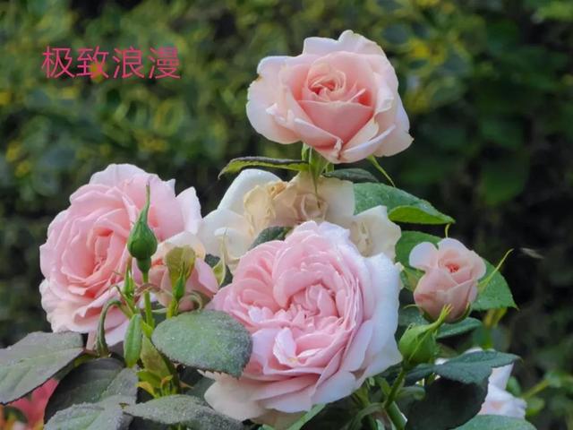 切花月季哪几个品种比较好，常见切花月季一览