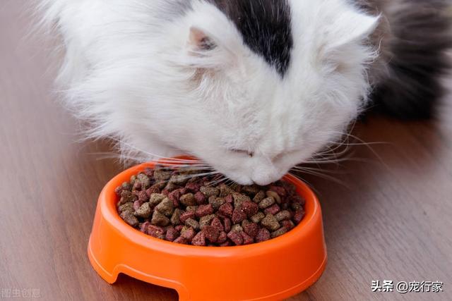  猫一顿吃多少猫粮，猫咪一天喂多少粮合适（猫咪到底一天喂几次比较合适）