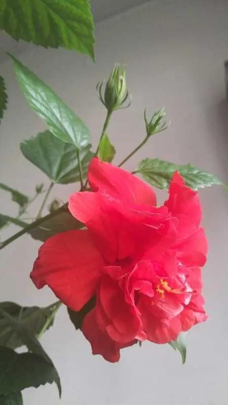 日出扶桑一丈高，朝观流水一声叹暮看高山千树摇