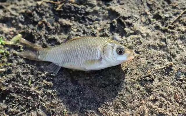 钓鲫鱼绝佳饵料配方，好用的鲫鱼饵料不用买