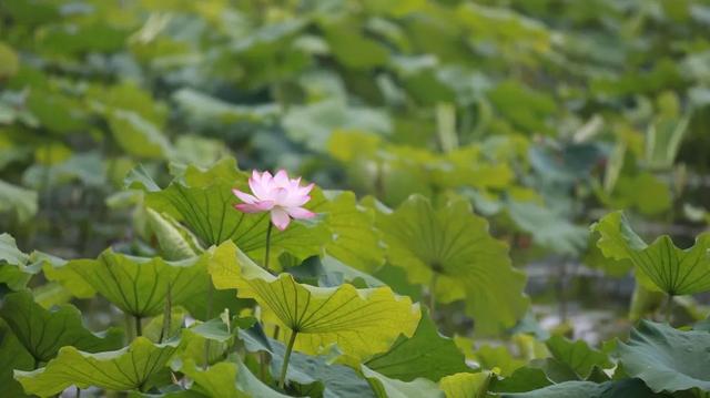 西湖风景名胜区，西湖必去的十大景点排名榜单（超实用西湖攻略）