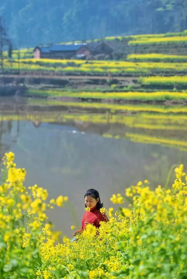 成都周边花海一日游，成都出发1h赏千亩梨花