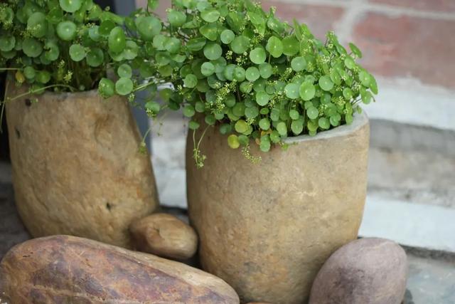 每日禅语人生感悟，50句智慧禅语人生无常