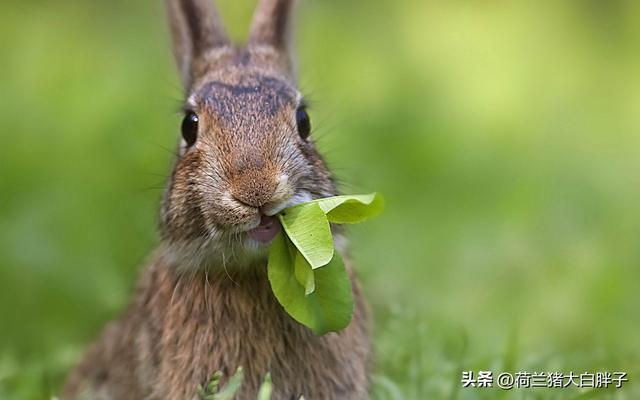 宠物兔子怎么养吃什么，饲养宠物兔子时