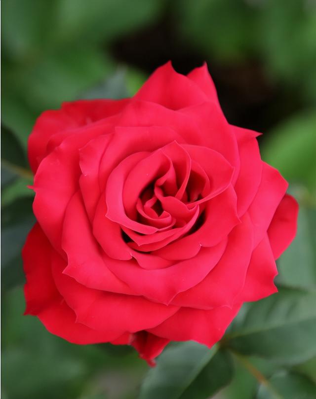 七夕33朵玫瑰花语，<浪漫的数字背后隐藏的秘密>