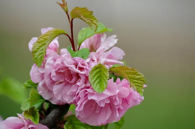 春有百花盘点常见的67种，百花名称图（清明踏青常见花种你认识多少）