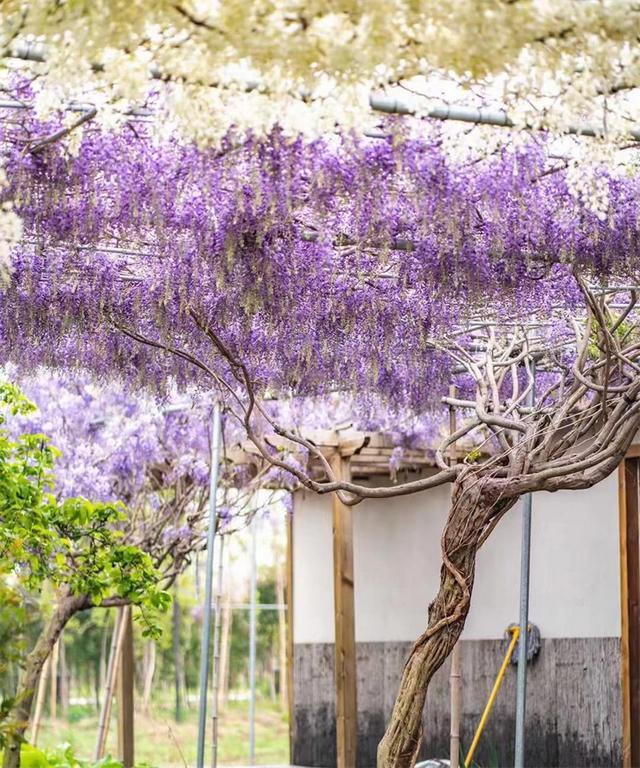 紫藤花春夏秋冬分别是什么颜色，紫藤花开满院香