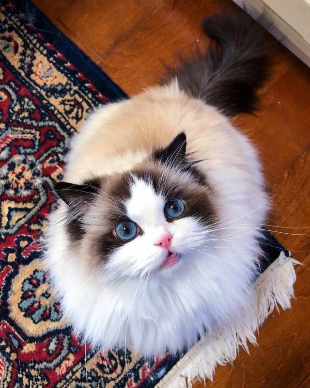 布偶猫的几种性格特征，纯种“布偶猫”的6大特征