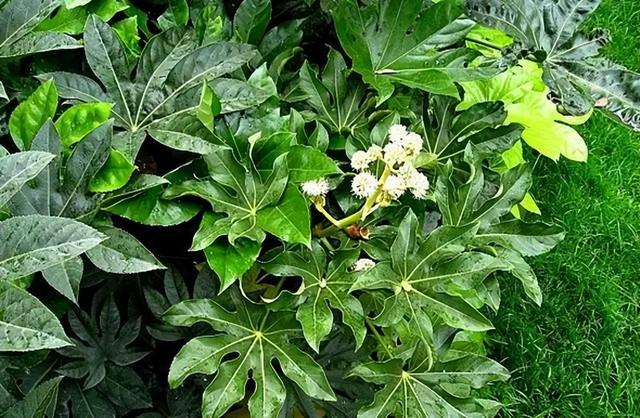 花卉图片及名称大全，常见绿植花卉及名称大全（100种常见花图鉴）