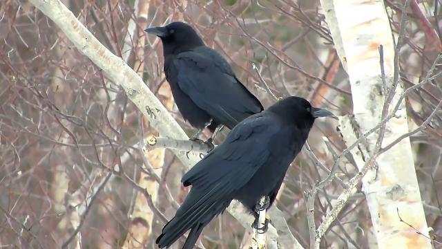 乌鸦为什么不吉利，乌鸦为什么被认为不吉祥的鸟（乌鸦在清朝被称为）