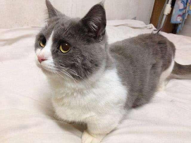 如何看英短猫好不好养，英短猫被“养得好”