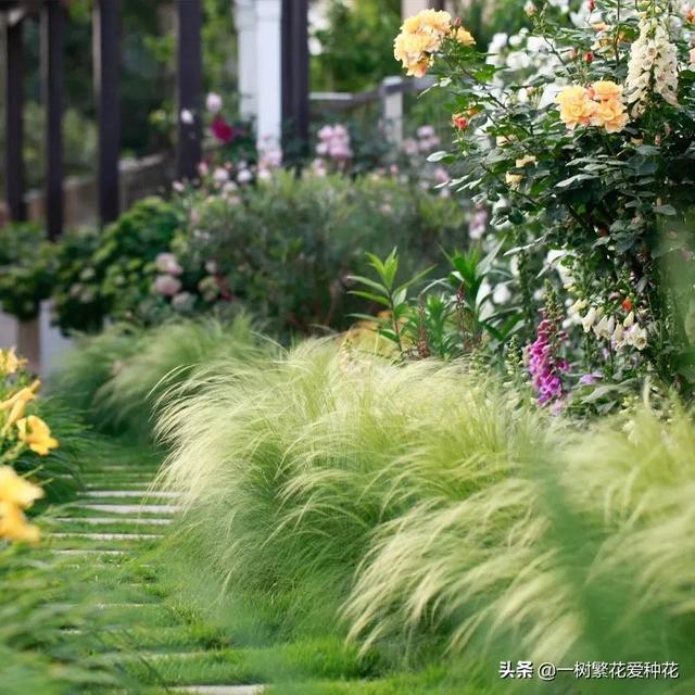 适合庭院养的草花，25种观赏草观叶赏花