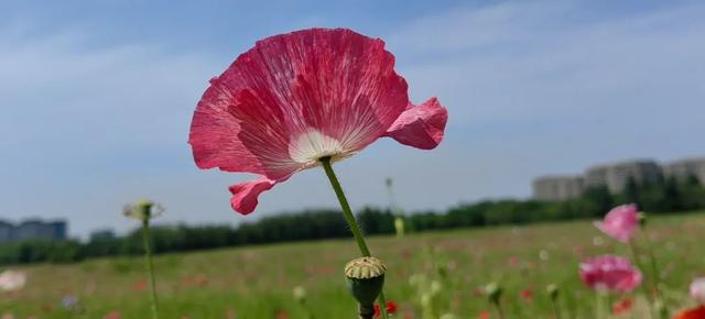 9月成都周边最适合露营，不出成都市区打卡9大露营野餐拍照地