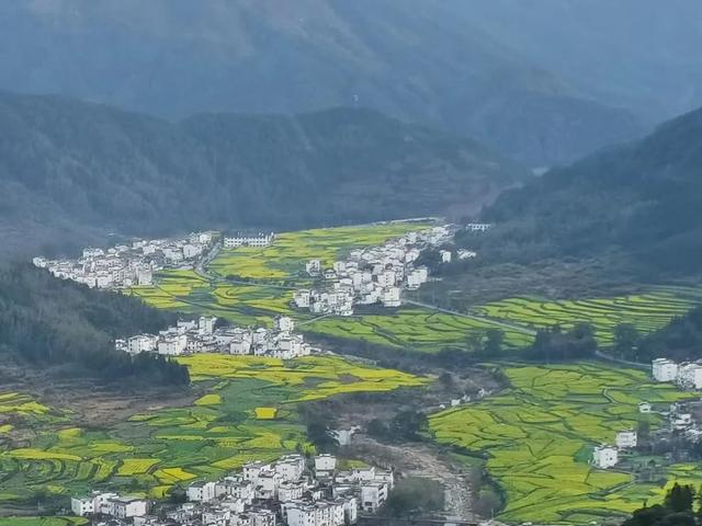 山茶花的英语怎样说，油菜花用英语怎么说