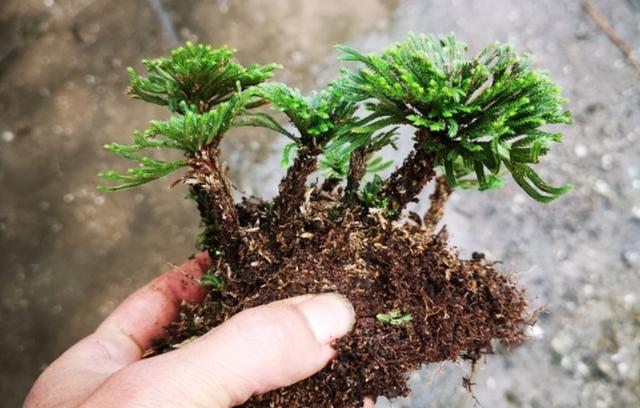 沙漠里有哪些植物，沙漠中的常见植物（推荐6款盆栽沙漠植物）