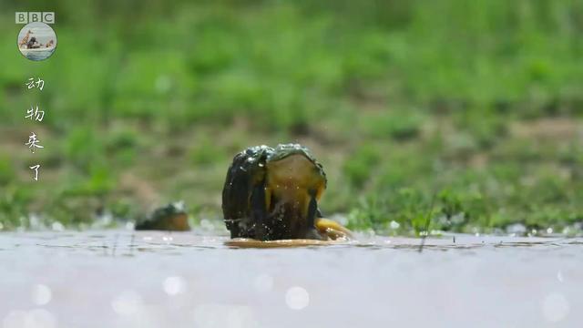 非洲牛蛙是地球上最大的青蛙，非洲牛蛙是地球上最大的青蛙