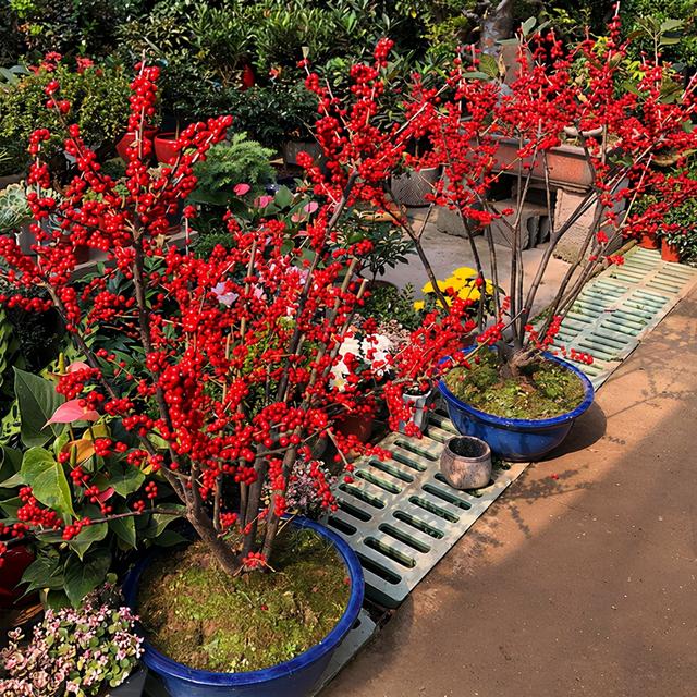 北美冬青什么时候开花结果，好看好养又耐寒