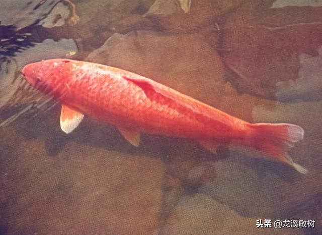 锦鲤各品种的寓意和象征，锦鲤品类介绍<一>