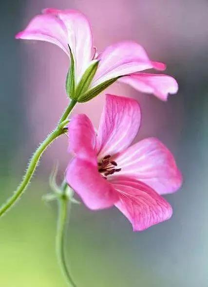 各种最好看的鲜花，分享40多种美丽的鲜花