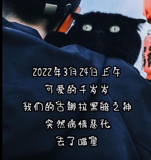 英短蓝猫容易生什么病，蓝猫“遗弃率高”不是没有道理