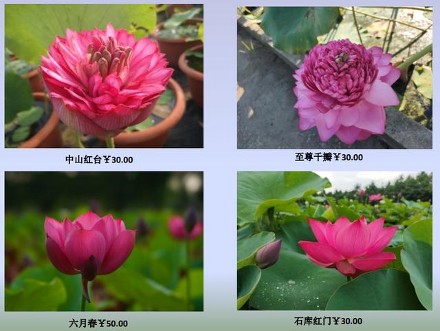 名贵荷花十大品种，最大的荷花品种排行榜