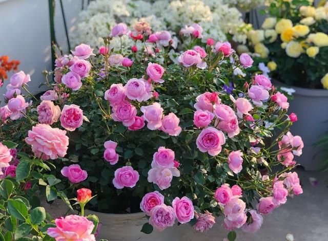 半封闭阳台如何养花，封闭小阳台养花也很棒