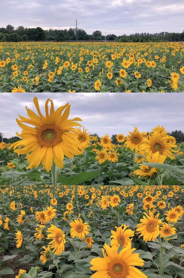 粉黛草向日葵彼岸花海...成都有多少惊喜，粉黛花海花期50天