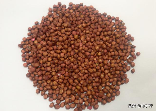 简述一年生黑麦草的生物特性，能长7米高的美国高丹草