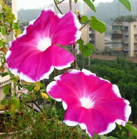 做梦也没想到牵牛花能开成这个样子，斗牛牛心脏（周公解梦：梦见这四种花草）