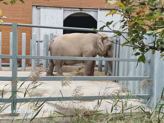 石家庄动物园攻略，石家庄动物园游玩自带饭攻略