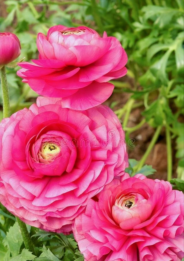 一花一草一世界，一花一草一世界 唯美句子（一花一草一世界）