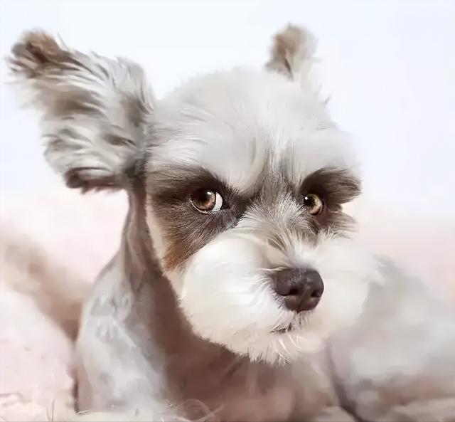 什么小型犬最聪明，三种最聪明的狗狗（非常适合“新手”饲养）