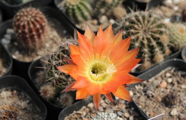 半封闭阳台如何养花，封闭小阳台养花也很棒