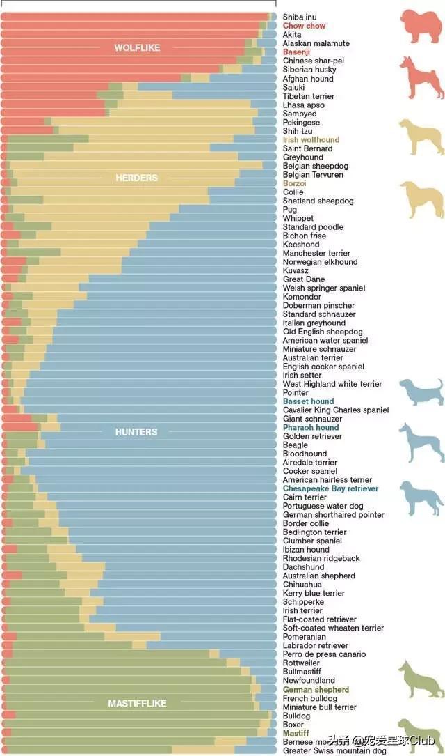 高清网图柴犬表情包，柴犬表情包合集