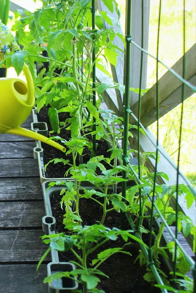 番茄的种植技术，手把手教你种植高产优质的西红柿