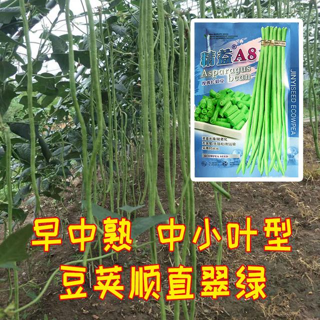翠绿豇豆种子，翠绿色的早中熟小叶豇豆品种